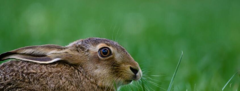 Wild hare in a field