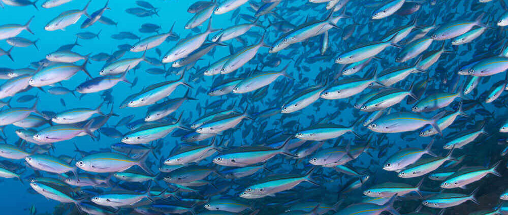 Shoal of fish